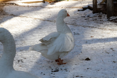 Similar image 21974403