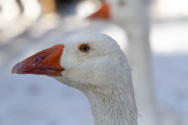 Similar image 21974404