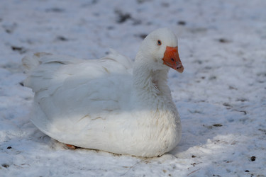 Similar image 21974406