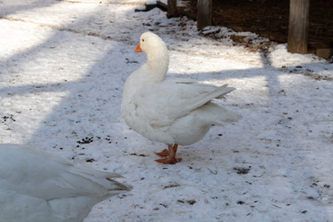 Similar image 21974408