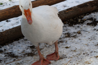 Similar image 21974409