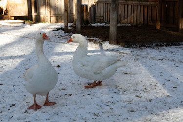 Similar image 21974410