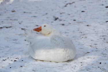 Similar image 21974411