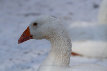 Similar image 21975971