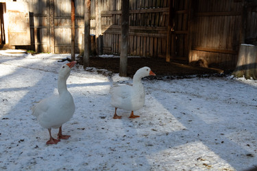 Similar image 21975972