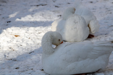 Similar image 21975976