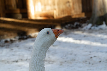 Similar image 21975980