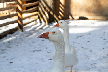 Similar image 21975981