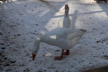 Similar image 21975982