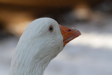 Similar image 21975983