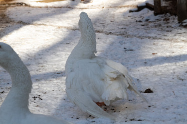 Similar image 21975984