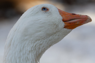 Similar image 21975985