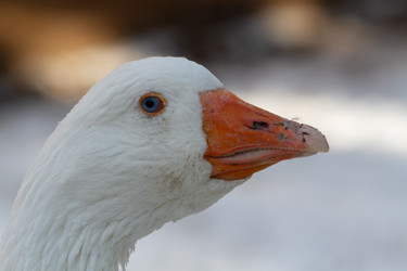 Similar image 21975986