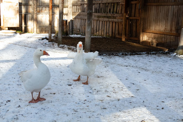 Similar image 21975987