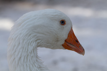 Similar image 21975989