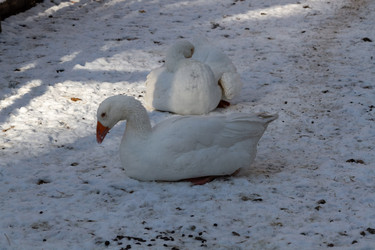 Similar image 21975994