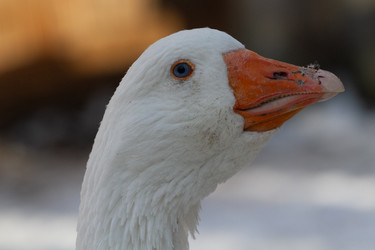 Similar image 21975996