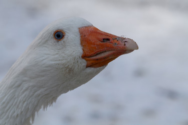 Similar image 21976055