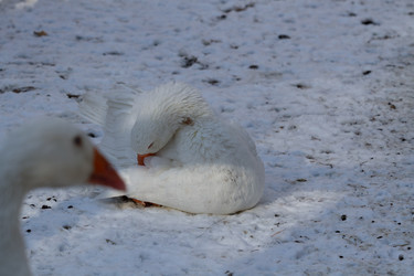 Similar image 21976056