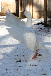 Similar image 21976058