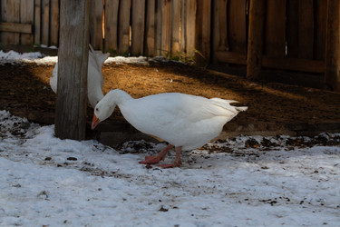 Similar image 21976059