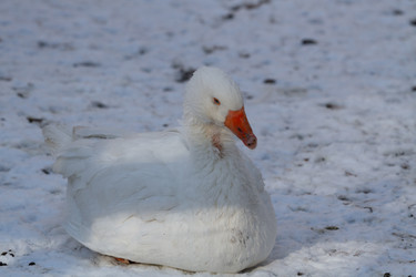 Similar image 21976060