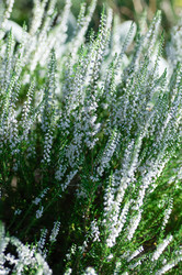 Similar image 21951705