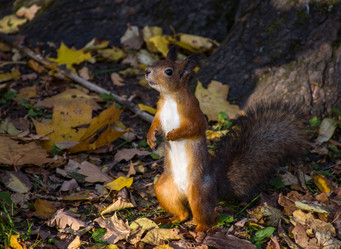 Similar image 21951595