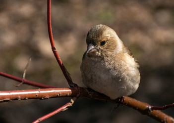 Similar image 21951597