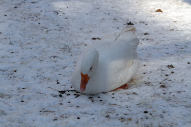 Similar image 21976468