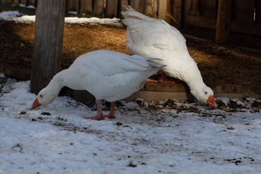 Similar image 21976470