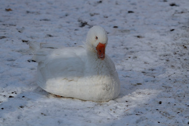 Similar image 21976471