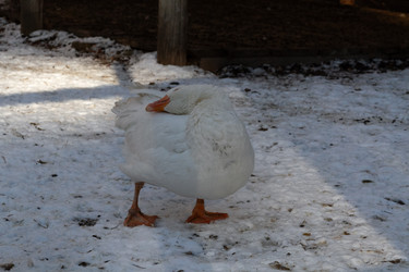 Similar image 21976472