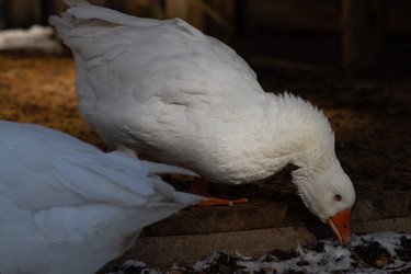 Similar image 21976474