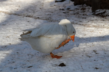 Similar image 21976475