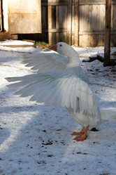 Similar image 21976477