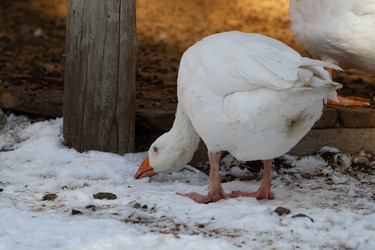 Similar image 21976478