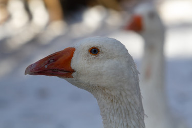 Similar image 21976479