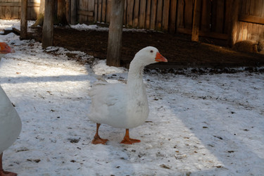 Similar image 21976480