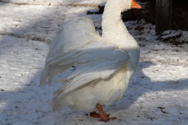 Similar image 21976481