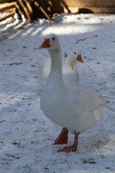 Similar image 21976482