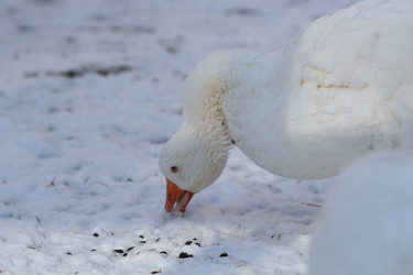 Similar image 21976483