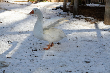 Similar image 21976484