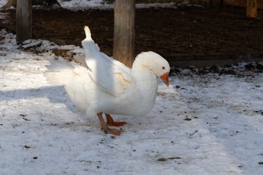 Similar image 21976485