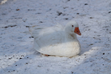 Similar image 21976486