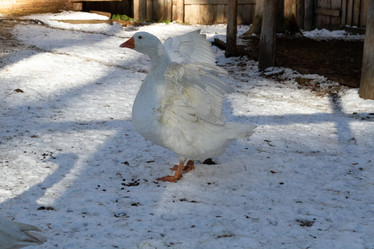 Similar image 21976487