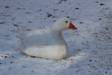 Similar image 21976488