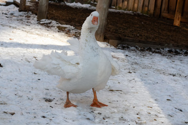 Similar image 21976489