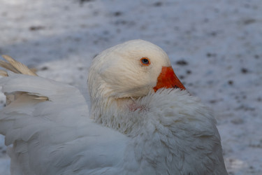 Similar image 21976490