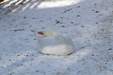 Similar image 21976491